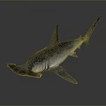 Fascinating Hammerhead Shark With Distinctive Flat Head And Sleek Gray Body