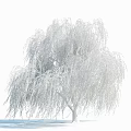 Weeping Willow Tree With Drooping Branches And Lush Green Foliage In Garden 3d model