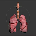 3D Rendered Human Lung Model With Trachea And Bronchi On Dark Background