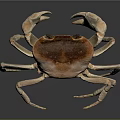 Detailed 3D Rendering of Crab with Brown Carapace and Long Legs