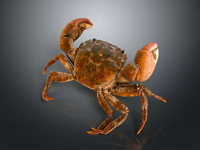 Brown Reptile With Hard Shell And Extended Limbs On Dark Background 3d model