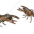 Two Freshwater Brown Crayfish Crawling On White Background In Natural Pose