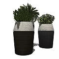 Modern Bonsai Potted Plants With Lush Green Foliage In Wooden Concrete Pots