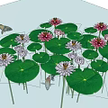 Vibrant Water Lilies And Green Lily Pads With Koi Fish In Pond