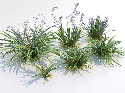 Naturally Growing Ornamental Plants with Green Long Leaves and Purple Flowers 3d model