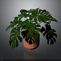 Monstera Plant With Large Green Leaves In Orange Decorative Ceramic Pot