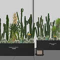 Botanical Plant Combination Featuring Cacti Yucca And Succulents In Black Planters With Labels