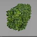 Lush Green Cube Shaped Plant Hedge With Dense Foliage And Trimmed Leaves