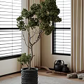 Bonsai Tree in Dark Planter by Window with Blinds and Black Vases Wooden Decor