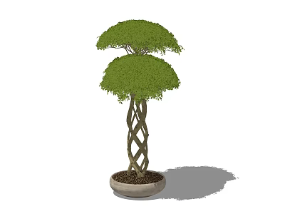 Potted Bonsai Plant With Twisted Trunk And Two Tiered Green Canopy 3d model