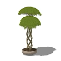 Potted Bonsai Plant With Twisted Trunk And Two Tiered Green Canopy