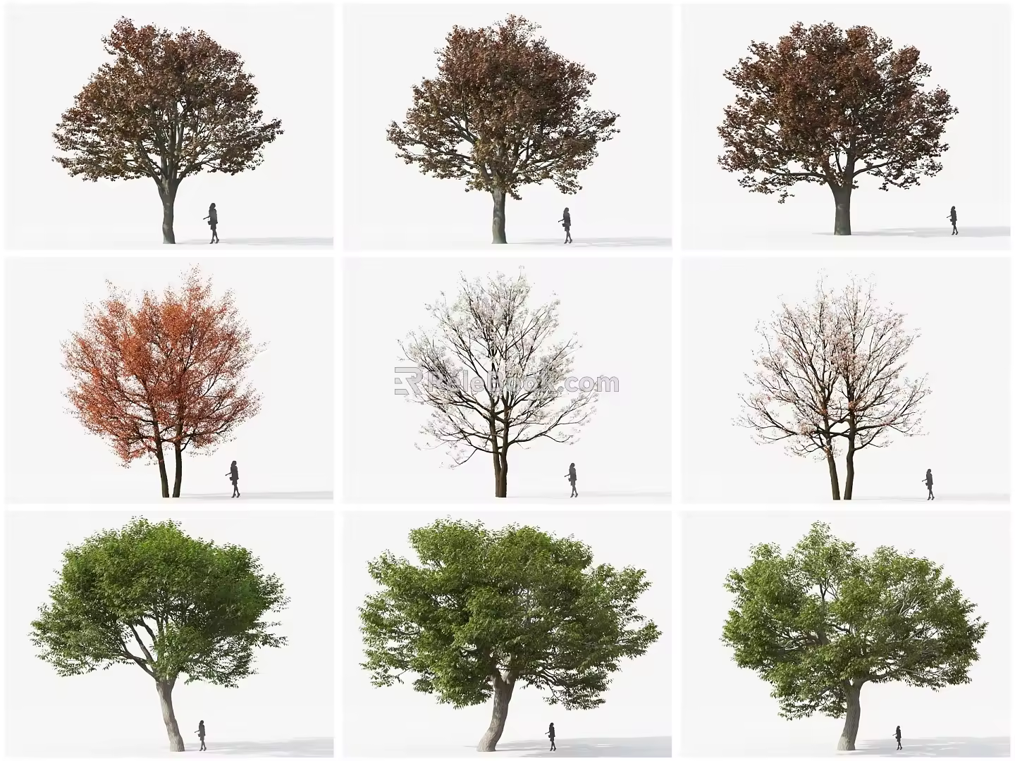 Modern Tree Purple Leaf Norwegian Acer platycodon Acer Canada Tangdi Chestnut Big Tree Garden Landscape Tree 3d model