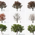 Modern Tree Purple Leaf Norwegian Acer platycodon Acer Canada Tangdi Chestnut Big Tree Garden Landscape Tree 3d model