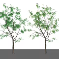 Modern Trees Sapium Trees 3d model