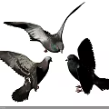 Gray and Black Pigeons Flying with Spread Wings on White Background