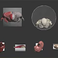 Human Limb and Organ Anatomical Models Featuring Skeleton Muscle and Internal Organs
