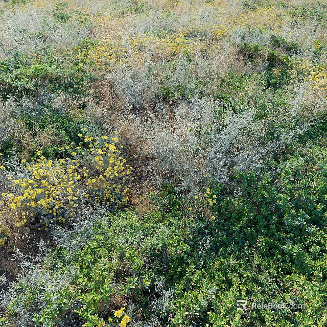 Diverse Ground Cover Plants With Yellow Flowers Green And Gray Foliage In Natural Garden Setting 3d model 