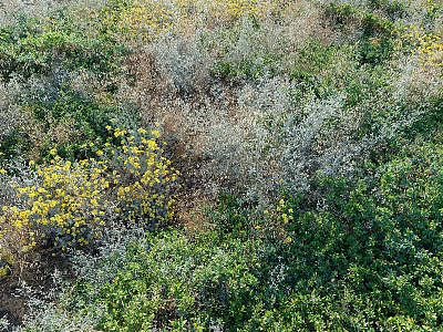 Diverse Ground Cover Plants With Yellow Flowers Green And Gray Foliage In Natural Garden Setting 3d model