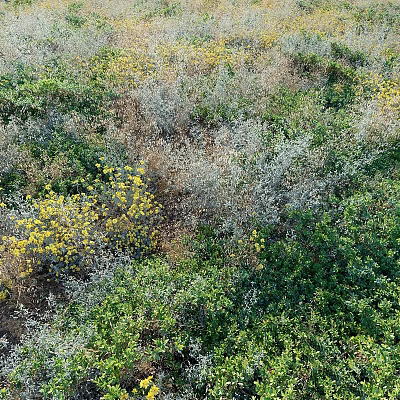 Diverse Ground Cover Plants With Yellow Flowers Green And Gray Foliage In Natural Garden Setting 3d model