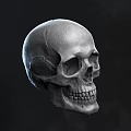 Three Detailed Human Skull 3D Models With Different Angles And Textures
