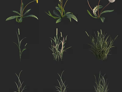 Diverse Herbaceous Plants With Dandelions Grasses And Green Foliage In Natural 3d model