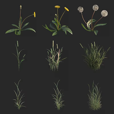 Diverse Herbaceous Plants With Dandelions Grasses And Green Foliage In Natural 3d model