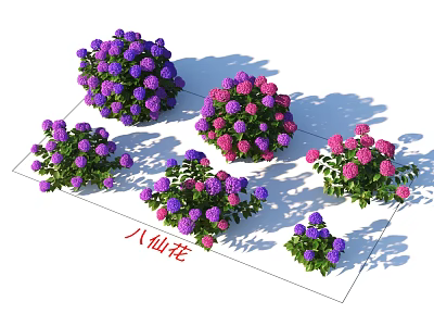 Beautiful Purple and Pink Hydrangea Flowers in Vibrant Garden Blooming Arrangement 3d model