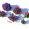 Beautiful Purple and Pink Hydrangea Flowers in Vibrant Garden Blooming Arrangement