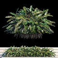 Lush Green Leafy Shrub With Dense Foliage And Natural Shape For Garden Landscaping
