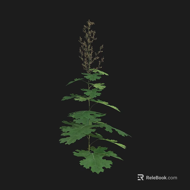 Tall Plant With Lush Green Broad Leaves And Small Top Inflorescence 3d model 