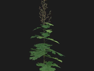 Tall Plant With Lush Green Broad Leaves And Small Top Inflorescence 3d model