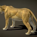 Realistic Lioness Standing In Natural Pose With Detailed Fur And Lifelike Features