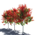 Multiple Vibrant Arbor Trees With Red And Green Leaves Natural Foliage