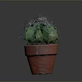Green Spiky Cactus Plant in Red Terracotta Pot with White Thorns