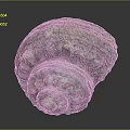 Vibrant Purple And White Conch With Spiral Texture On Dark Background