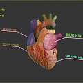 Heart Heart Model Human Heart Heart Anatomical Organ Human Organ Model Human Organ Human Body 3d model