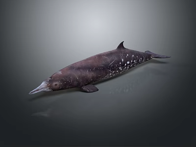 Dark Colored Dolphin With White Spots And Long Beak Marine Animal 3d model