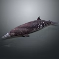 Dark Colored Dolphin With White Spots And Long Beak Marine Animal