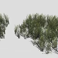 Green Herbaceous Grass Plants With Lush Various Heights In Natural Growth On White Background