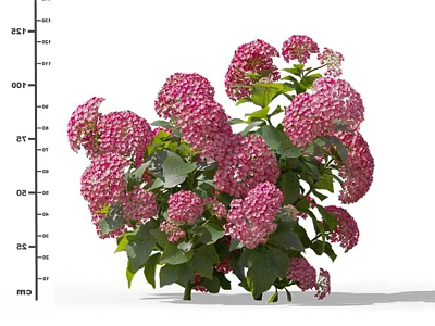Vibrant Pink Hydrangea Blooms With Lush Green Leaves For Garden Decoration 3d model