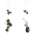 Hanging And Shelf Bonsai Potted Plants With Green Foliage And Flowering Branches