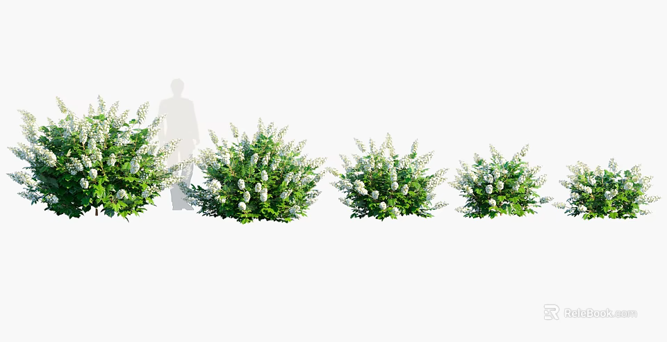 Beautiful Shrubs with White Flowers and Lush Green Leaves in Various Sizes for Garden Landscaping 3d model 