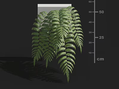 Lush Green Fern Plant with Elegant Fronds and 50 cm Height for Indoor Decoration 3d model
