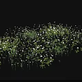 Lush Green Leafy Floral Plants With White Blooms In Natural Growth