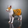 Calico Cat With Orange And White Fur Standing On Shiny Background Surface