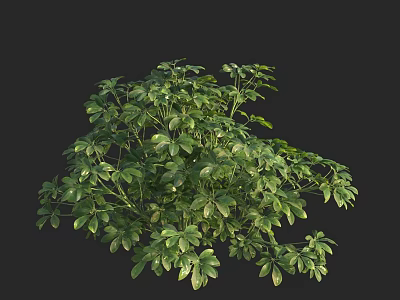 Lush Green Shrub With Dense Foliage And Healthy Leaves In 3D Render 3d model