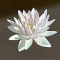 White Lotus Flower with Layered White Petals and Yellow Stamens in Dark Background
