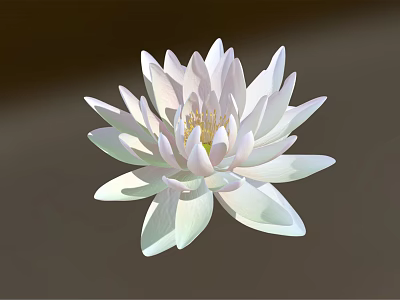 White Lotus Flower with Layered White Petals and Yellow Stamens in Dark Background 3d model