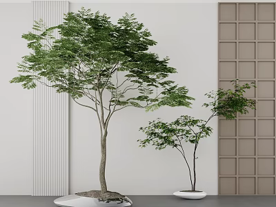 Indoor Bonsai Trees in White Pots Against White Wall and Brown Grid Panel 3d model