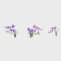 Purple Flowering Plants In Various Growth Stages With Green Stems And Fresh Blooms